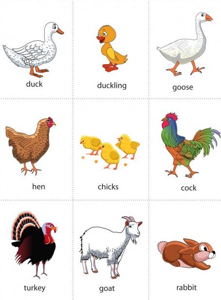 Пособия Животные карточки животные для изучения английского, распечатать