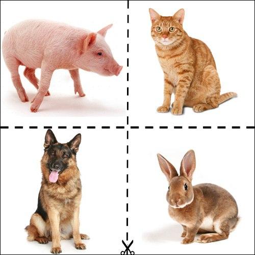 Пособия Животные свинья, собака, кошка, кролик, карточки для развития ребенка